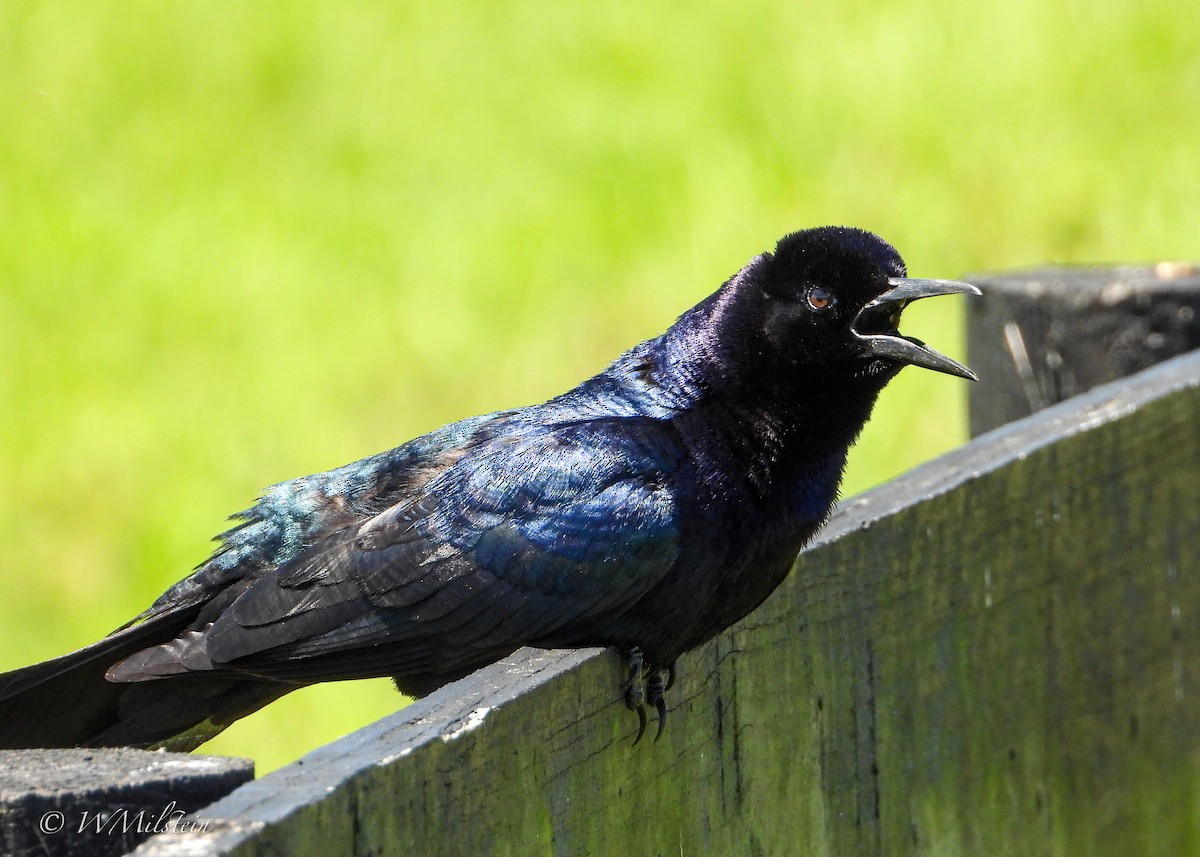 Boat-tailed Grackle - ML617357602