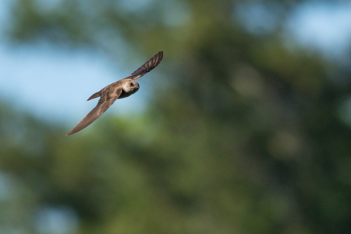 Northern Rough-winged Swallow - Ronan Pangie