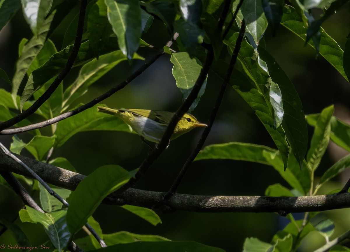 Yellow-vented Warbler - ML617357754