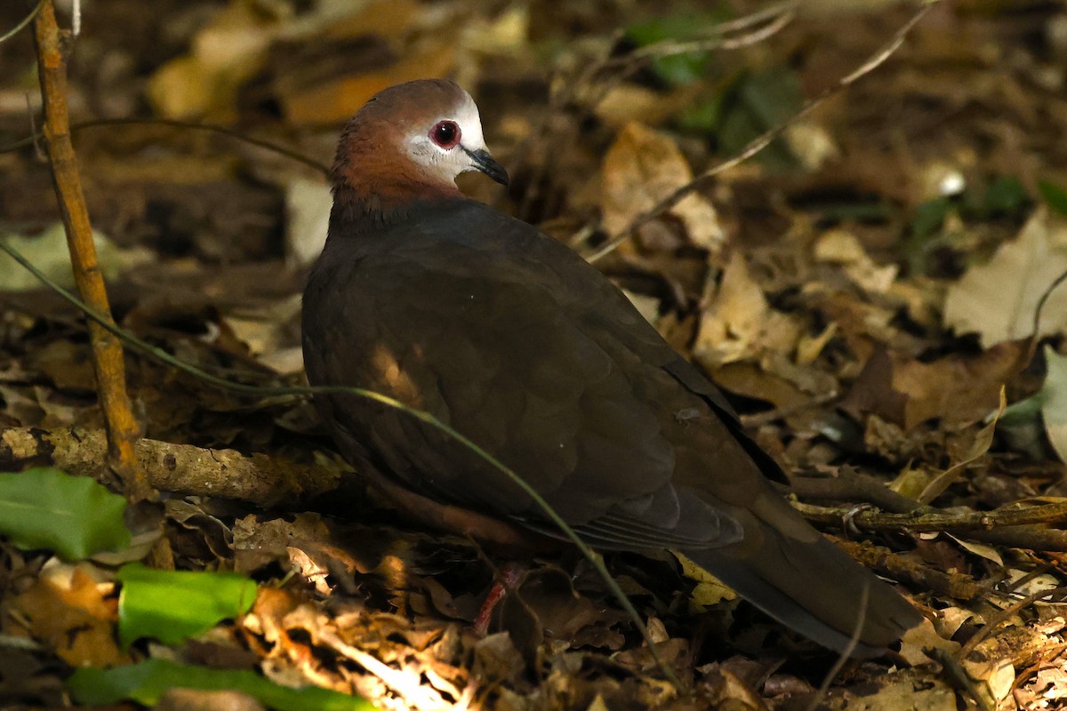 Коричневый голубь (larvata/bronzina) - ML617357774