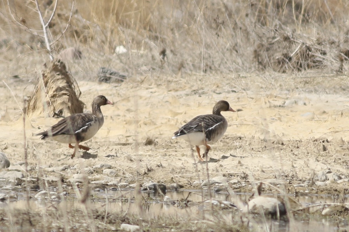 Lesser White-fronted Goose - ML617357790