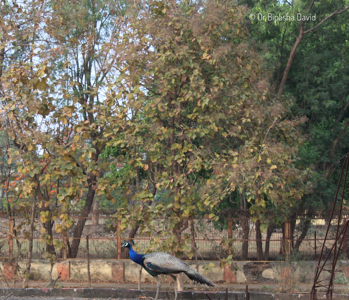 Indian Peafowl - Dr Bipasha David