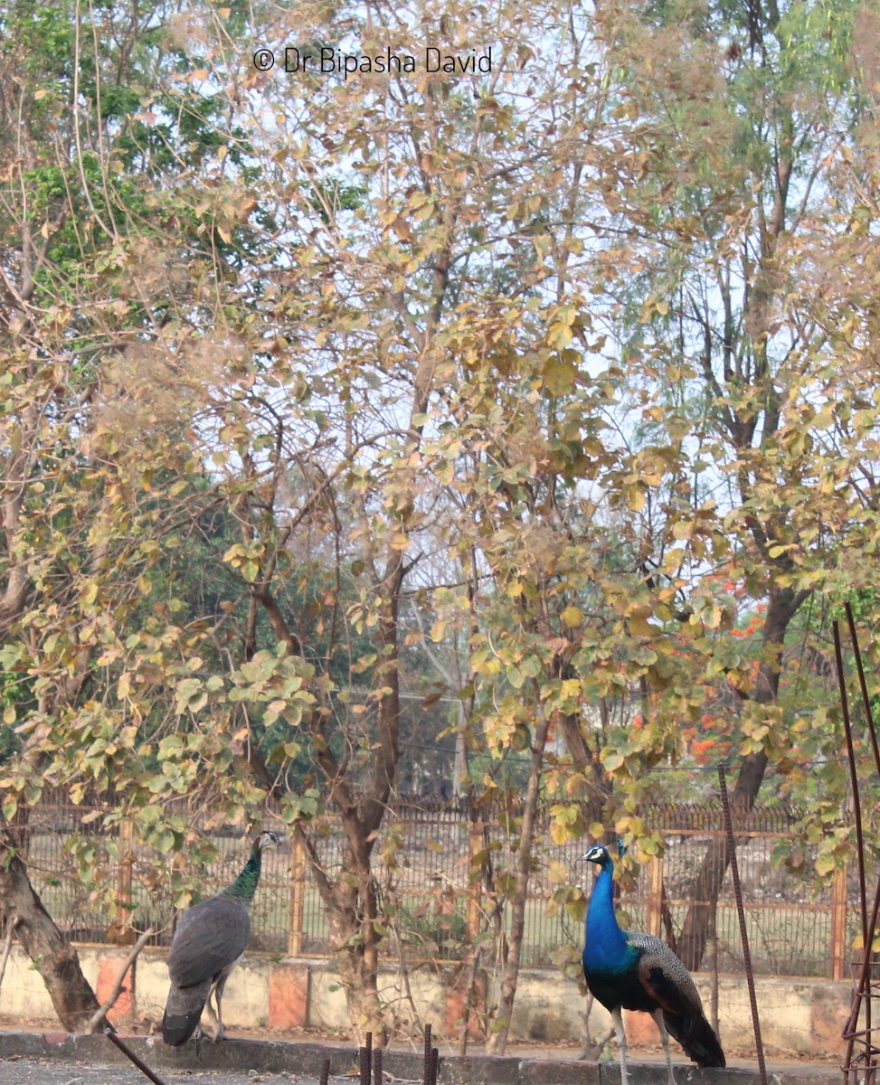 Indian Peafowl - Dr Bipasha David