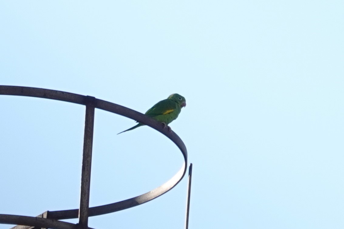 Yellow-chevroned Parakeet - Toby Holmes