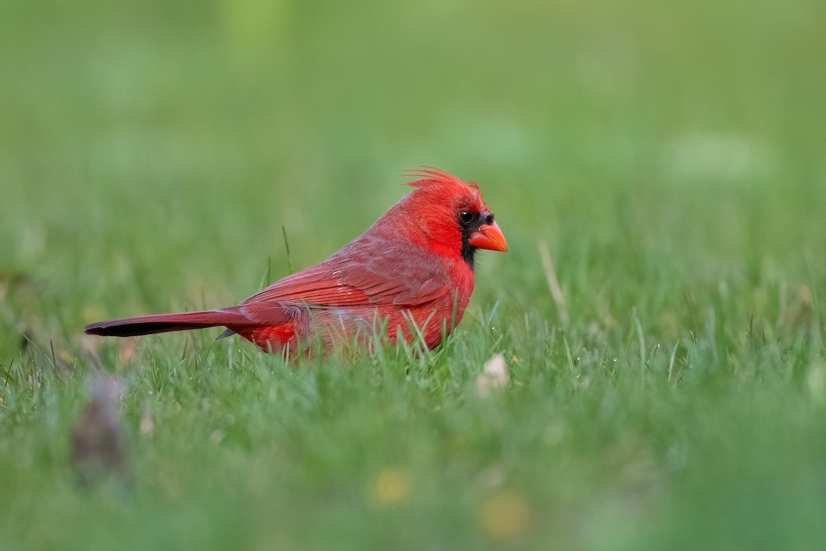 Northern Cardinal - Adam Jackson