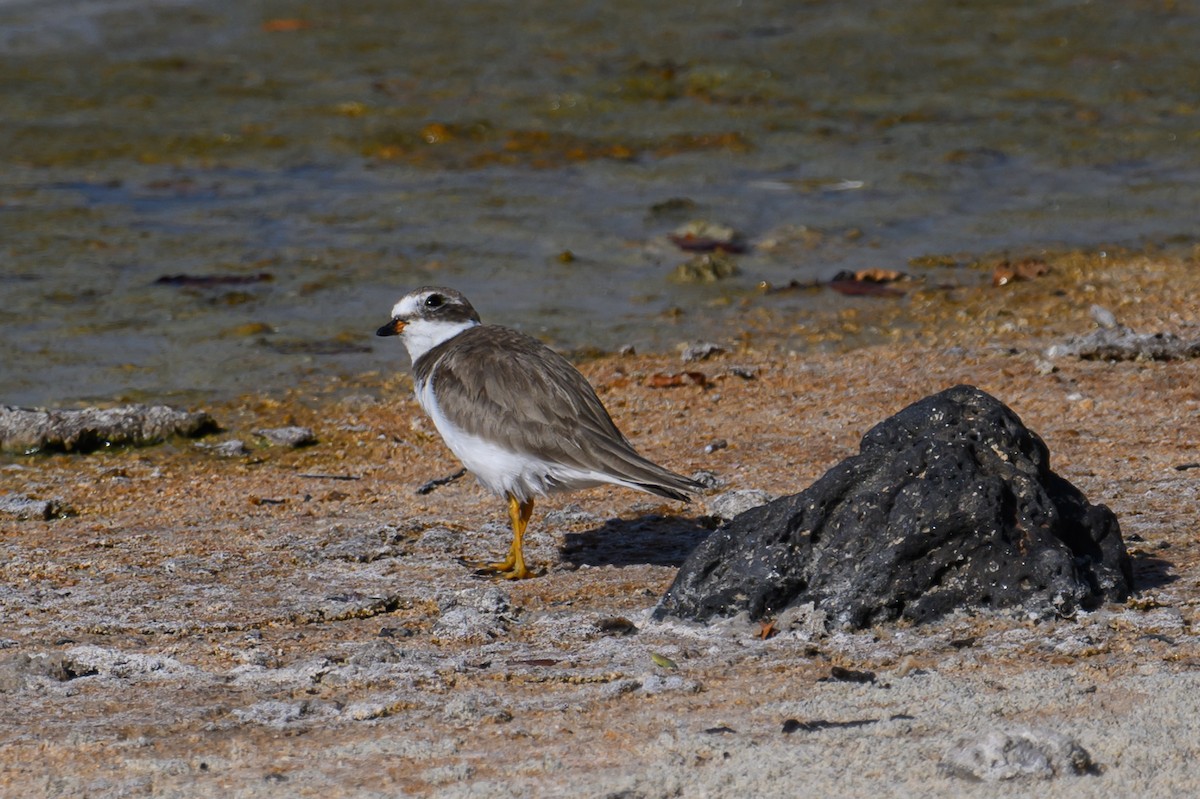 Semipalmated Plover - ML617357963