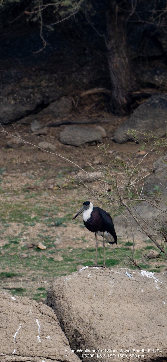 Asian Woolly-necked Stork - ML617357987