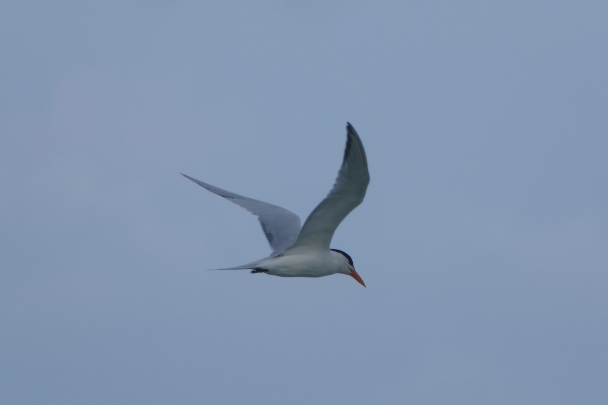 Royal Tern - Roger smith