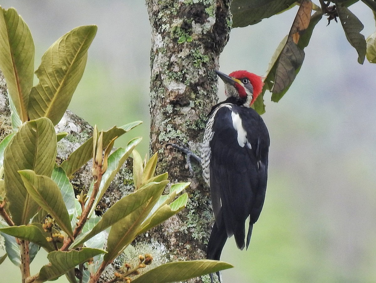 Lineated Woodpecker - Eduardo  Jackson