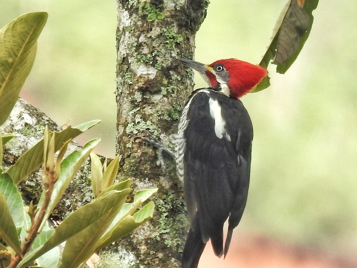 Lineated Woodpecker - Eduardo  Jackson