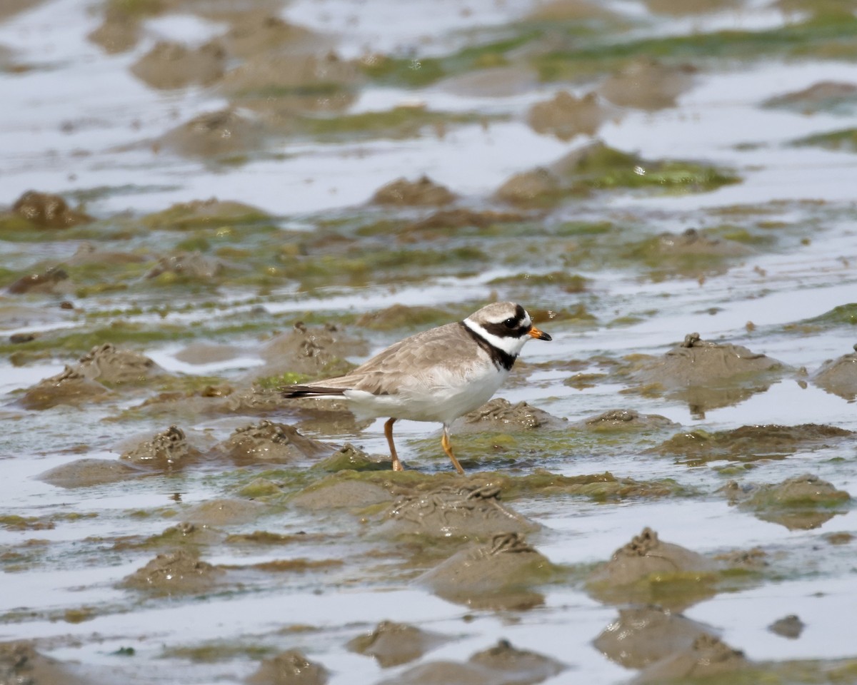 Common Ringed Plover - ML617358087