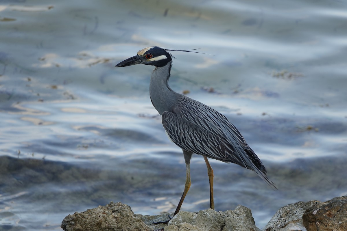 Yellow-crowned Night Heron - Roger smith