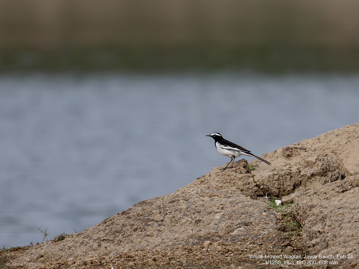 White-browed Wagtail - ML617358141