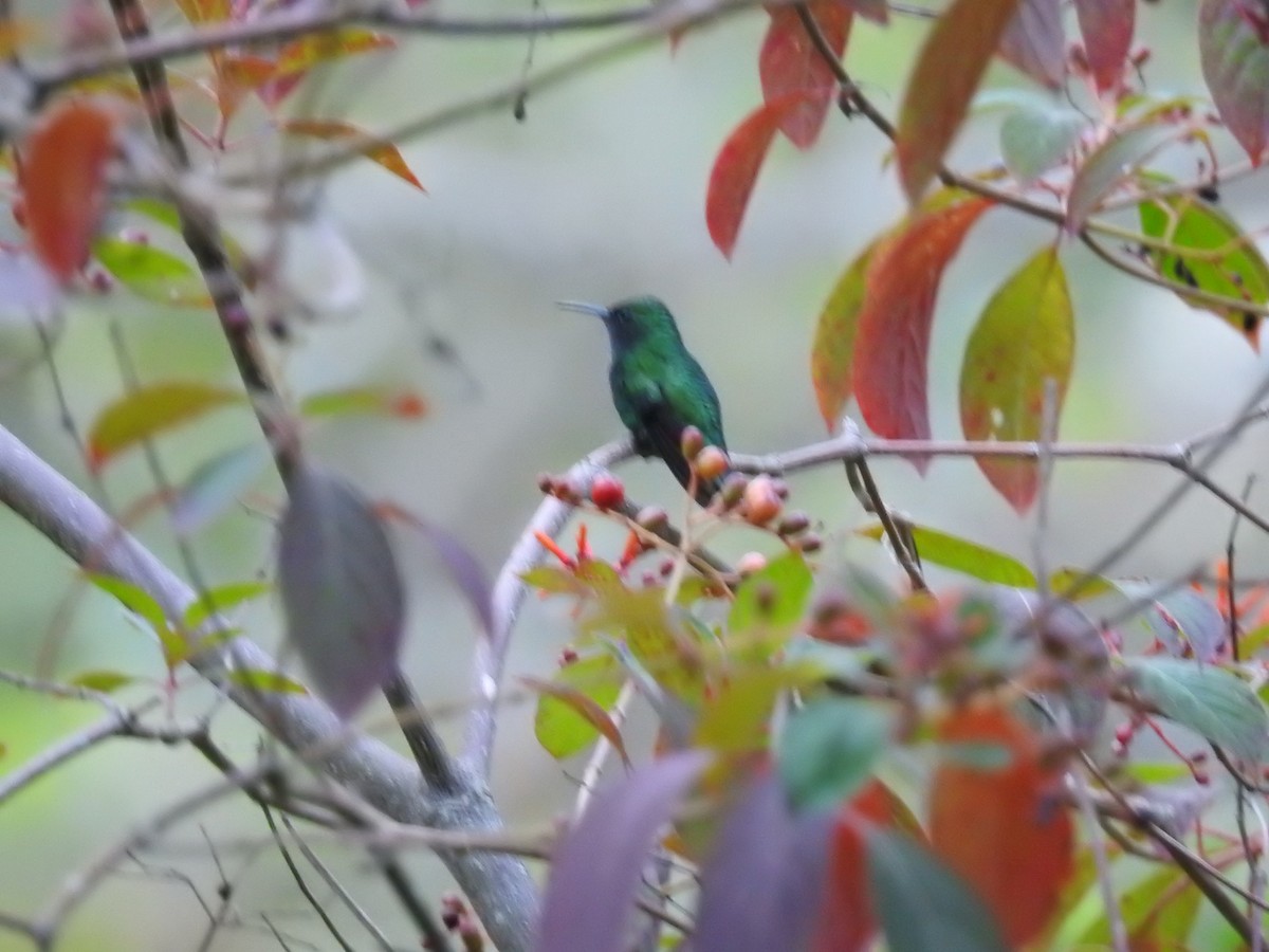 kolibřík zelenopláštíkový - ML617358180
