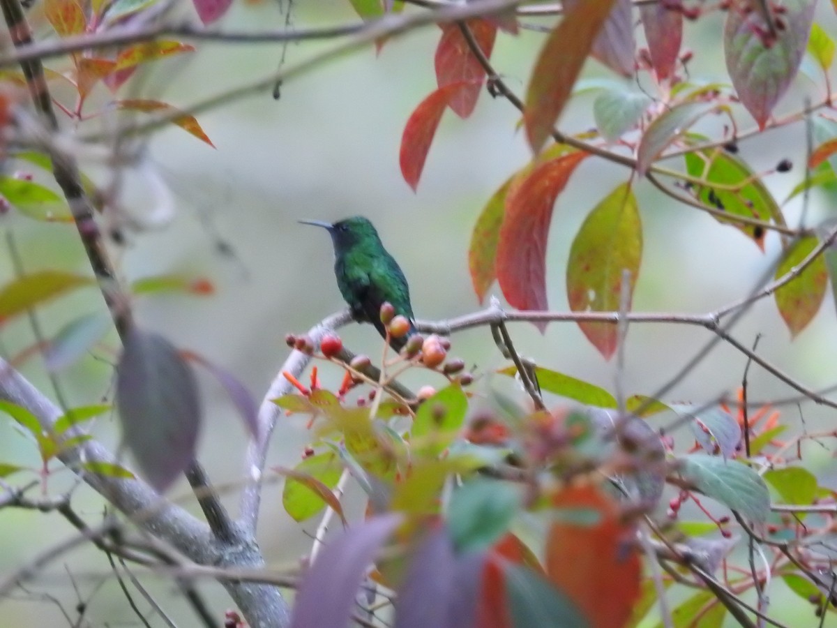kolibřík zelenopláštíkový - ML617358184