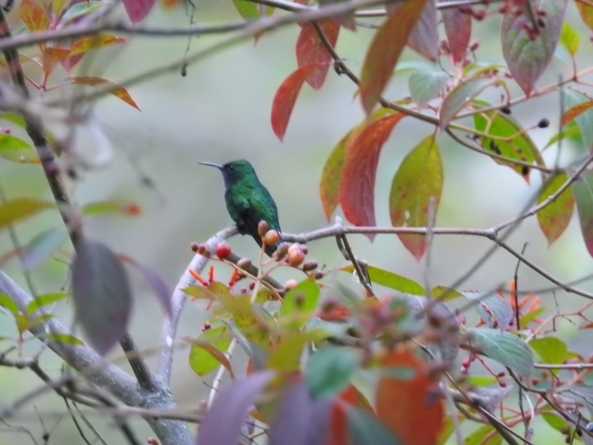 kolibřík zelenopláštíkový - ML617358185