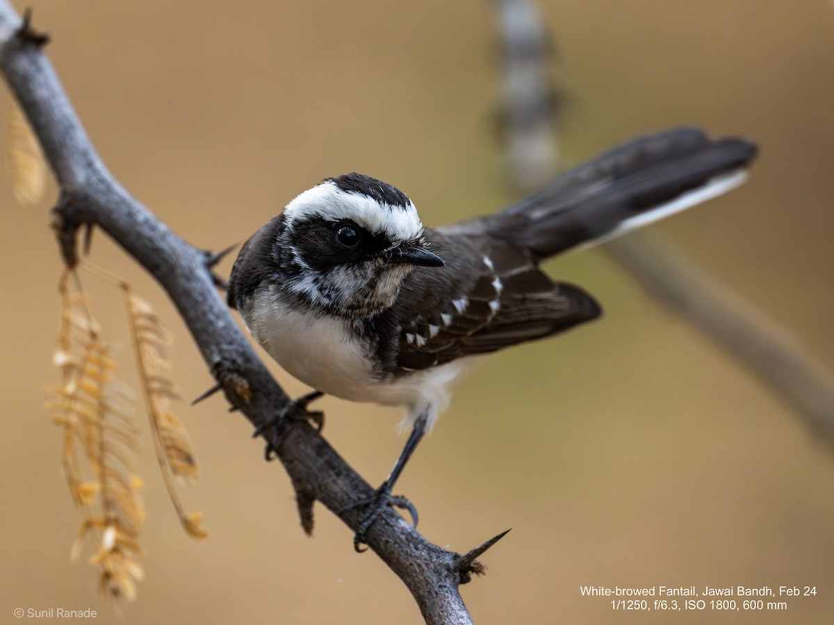 White-browed Fantail - ML617358214