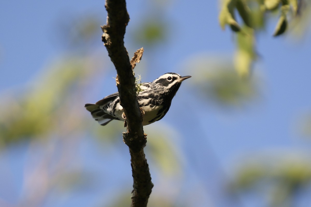 Black-and-white Warbler - ML617358228