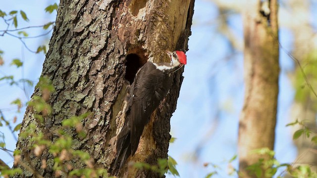 Pileated Woodpecker - ML617358301