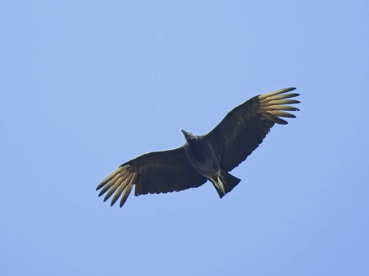 Black Vulture - ML617358430