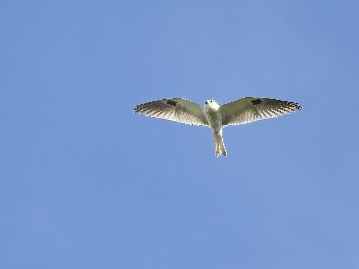 White-tailed Kite - ML617358433