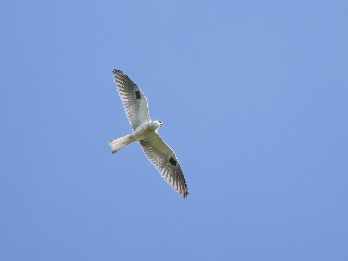 White-tailed Kite - ML617358434