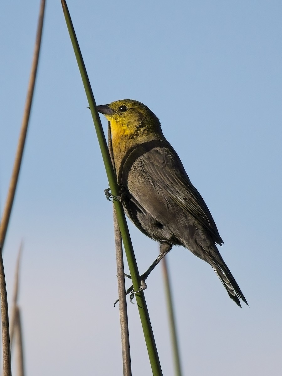 Yellow-hooded Blackbird - ML617358444