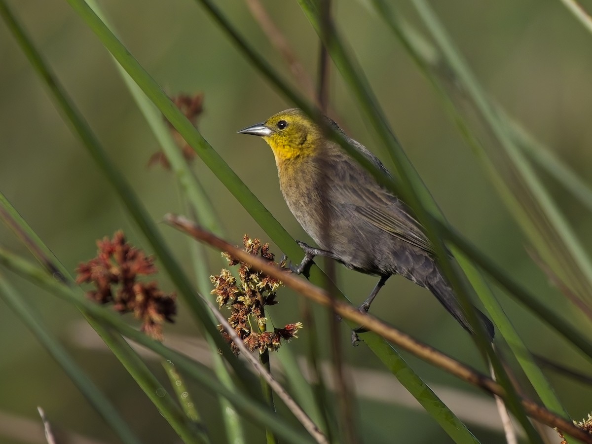 Yellow-hooded Blackbird - Chris Allen