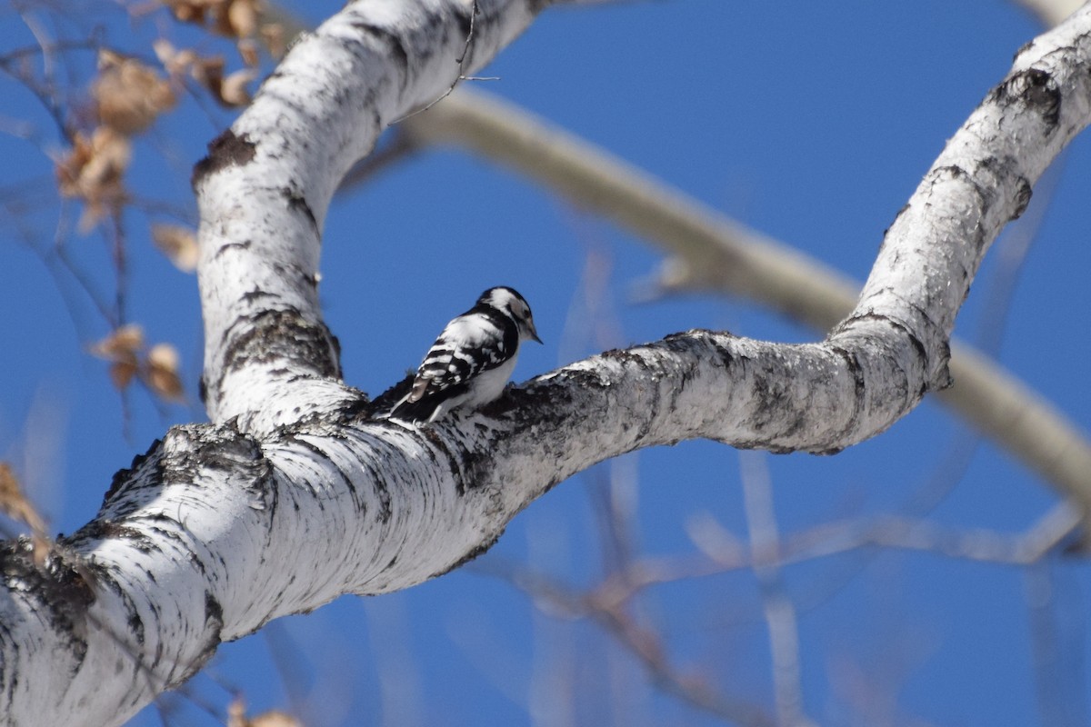 Lesser Spotted Woodpecker - Valentina Mezhetskaia