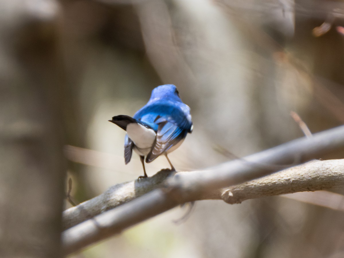 Blue-and-white Flycatcher - ML617358456