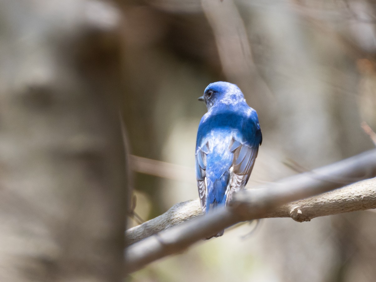 Blue-and-white Flycatcher - ML617358457