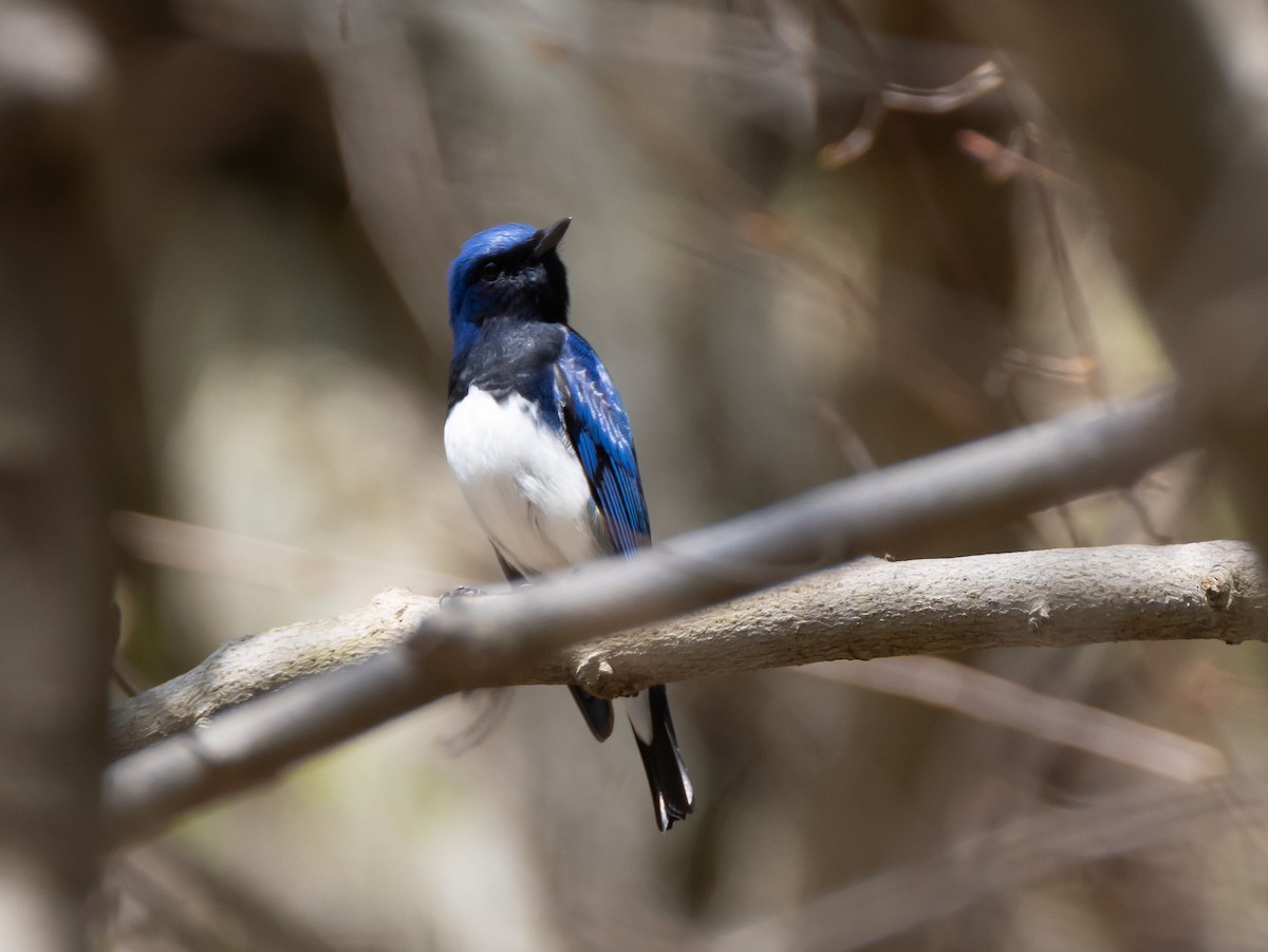 Blue-and-white Flycatcher - ML617358458