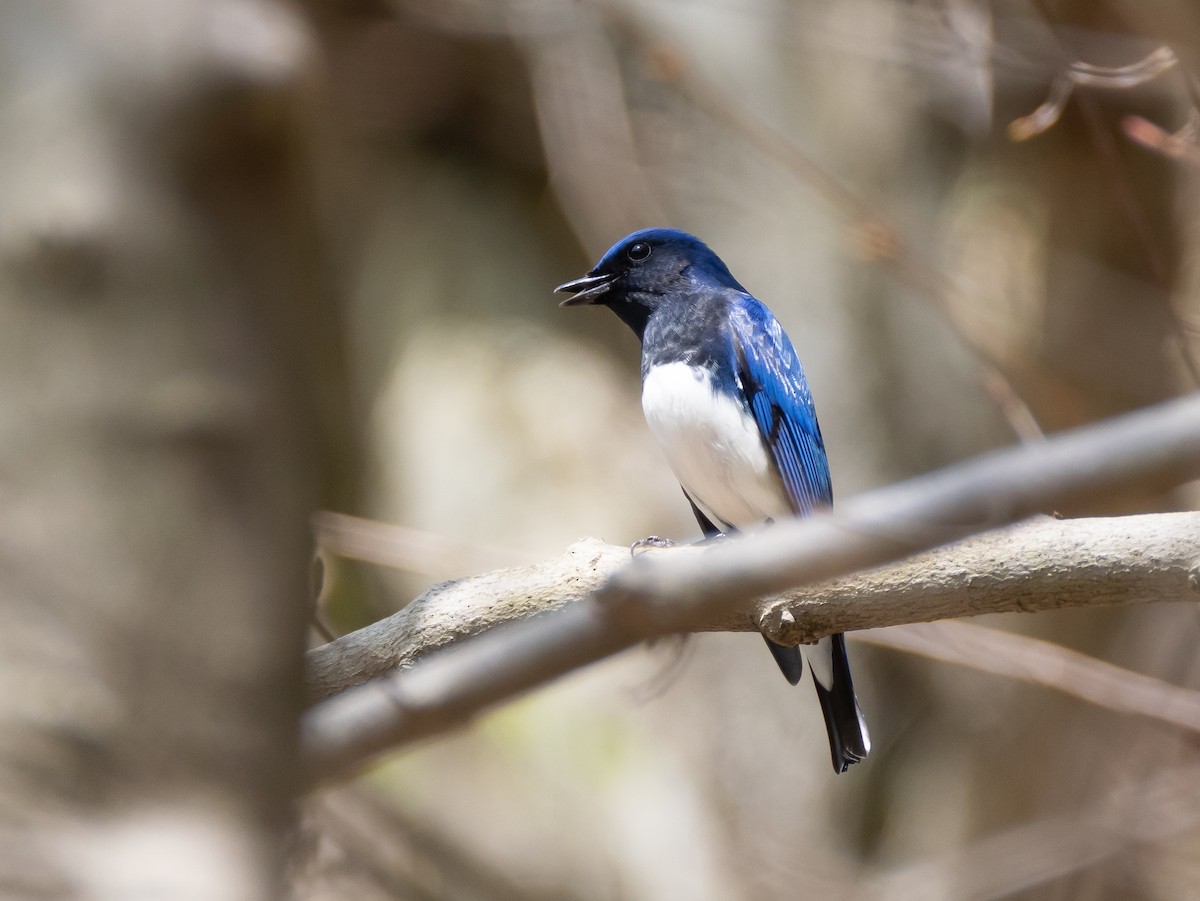 Blue-and-white Flycatcher - ML617358459