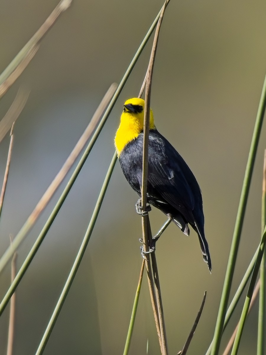 Yellow-hooded Blackbird - ML617358460