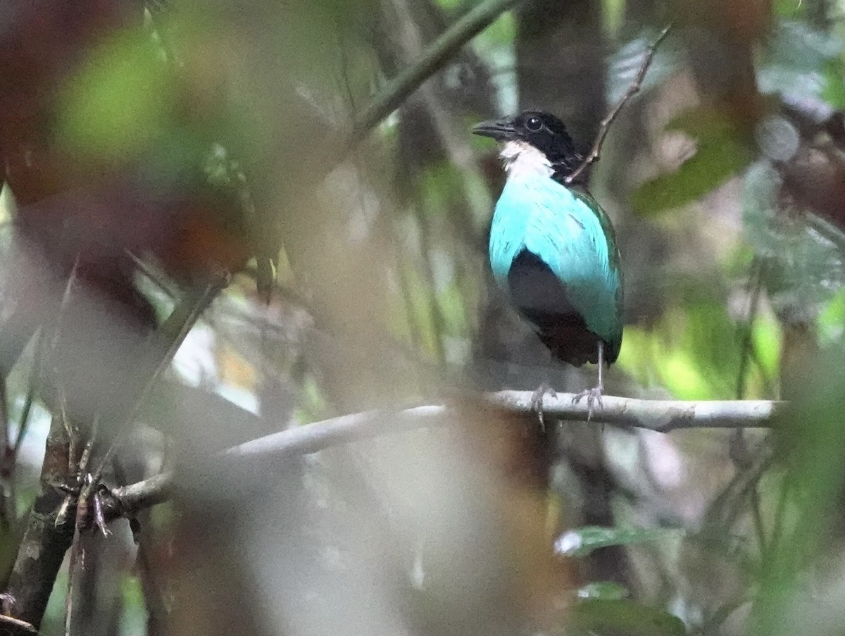 Azure-breasted Pitta - Martin Kennewell
