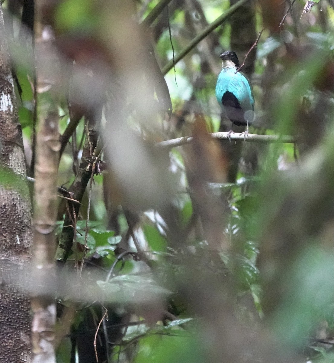 Azure-breasted Pitta - Martin Kennewell