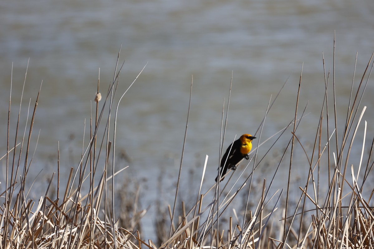 Yellow-headed Blackbird - ML617358513