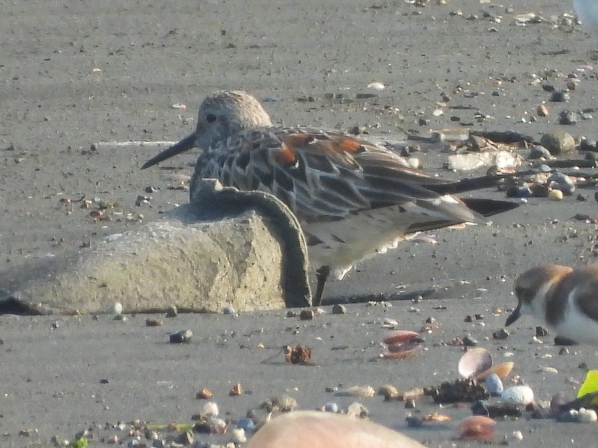 Great Knot - ML617358514
