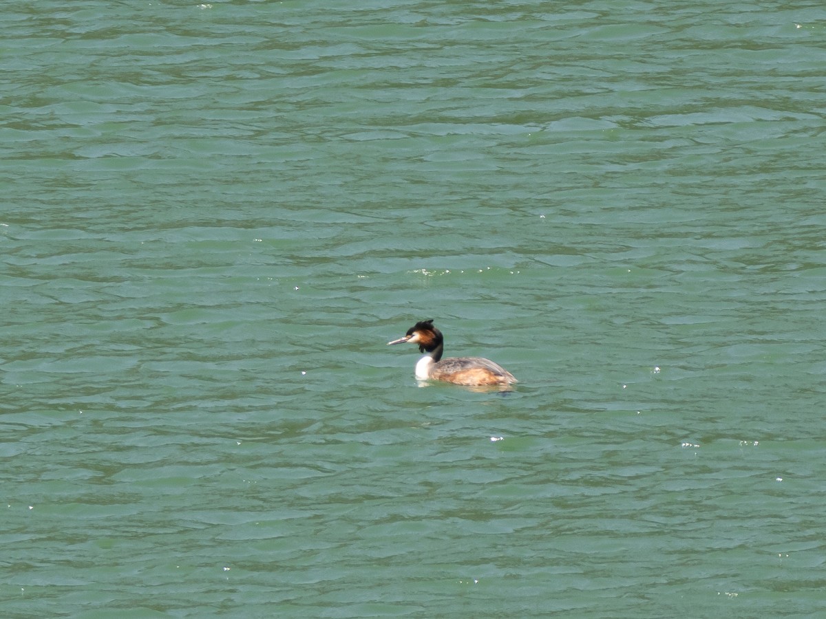 Great Crested Grebe - ML617358537