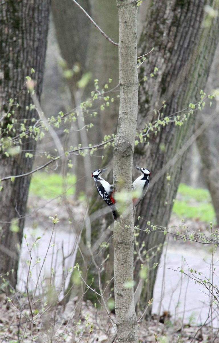 Great Spotted Woodpecker - ML617358614
