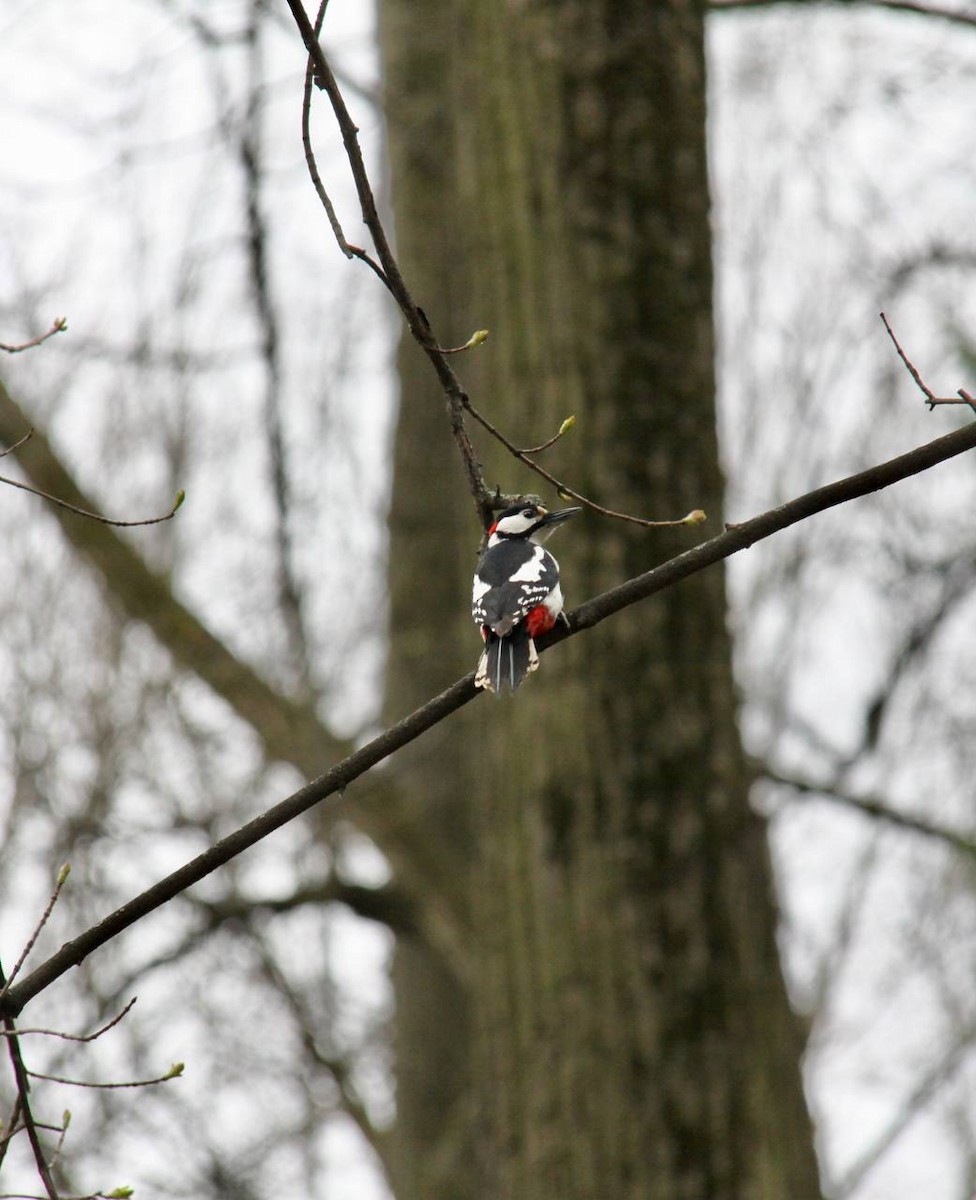 Great Spotted Woodpecker - Vsevolod Lupanov