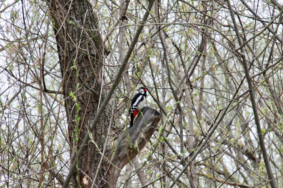 Great Spotted Woodpecker - ML617358634