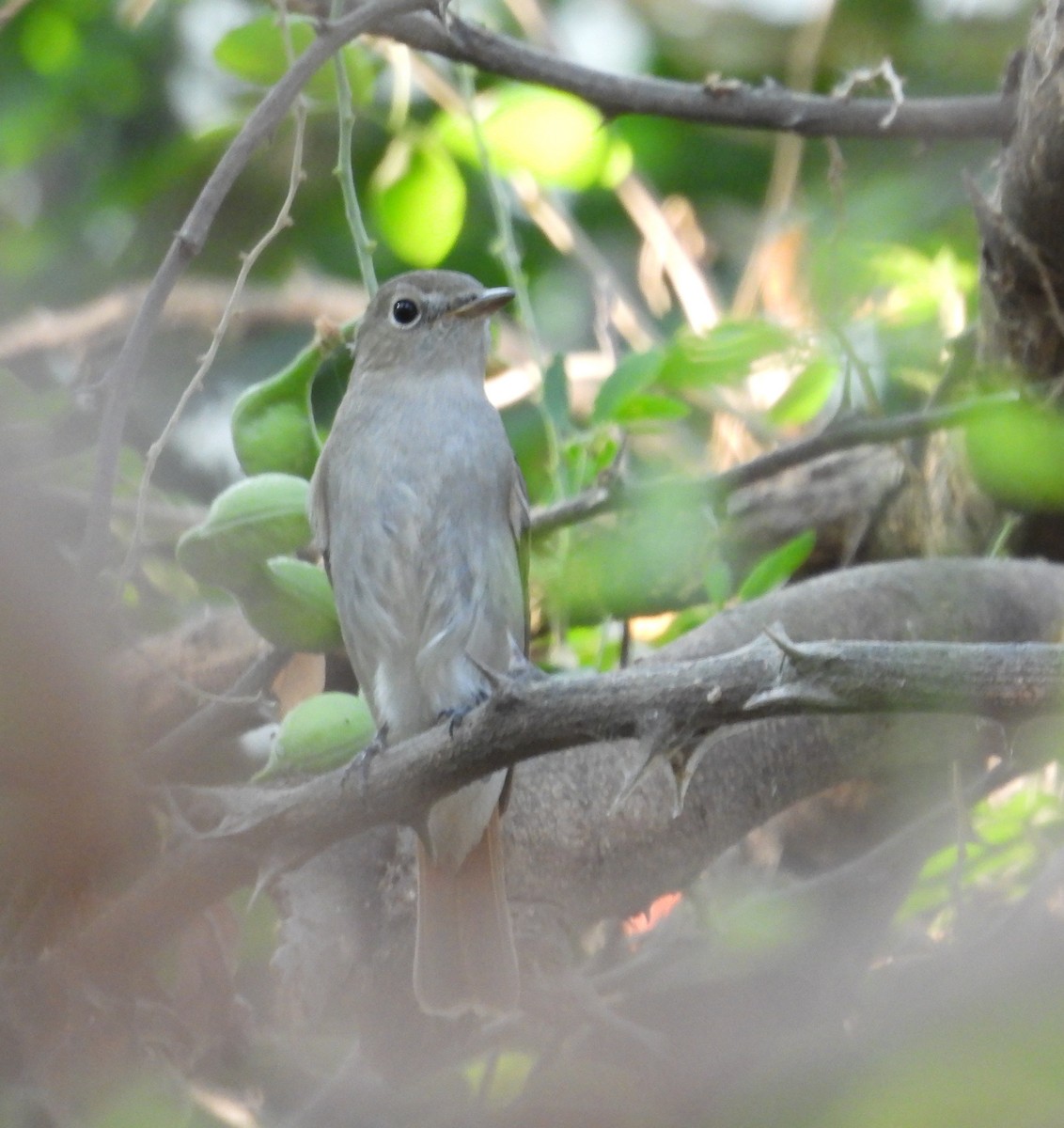 Rusty-tailed Flycatcher - Praveen Tangirala