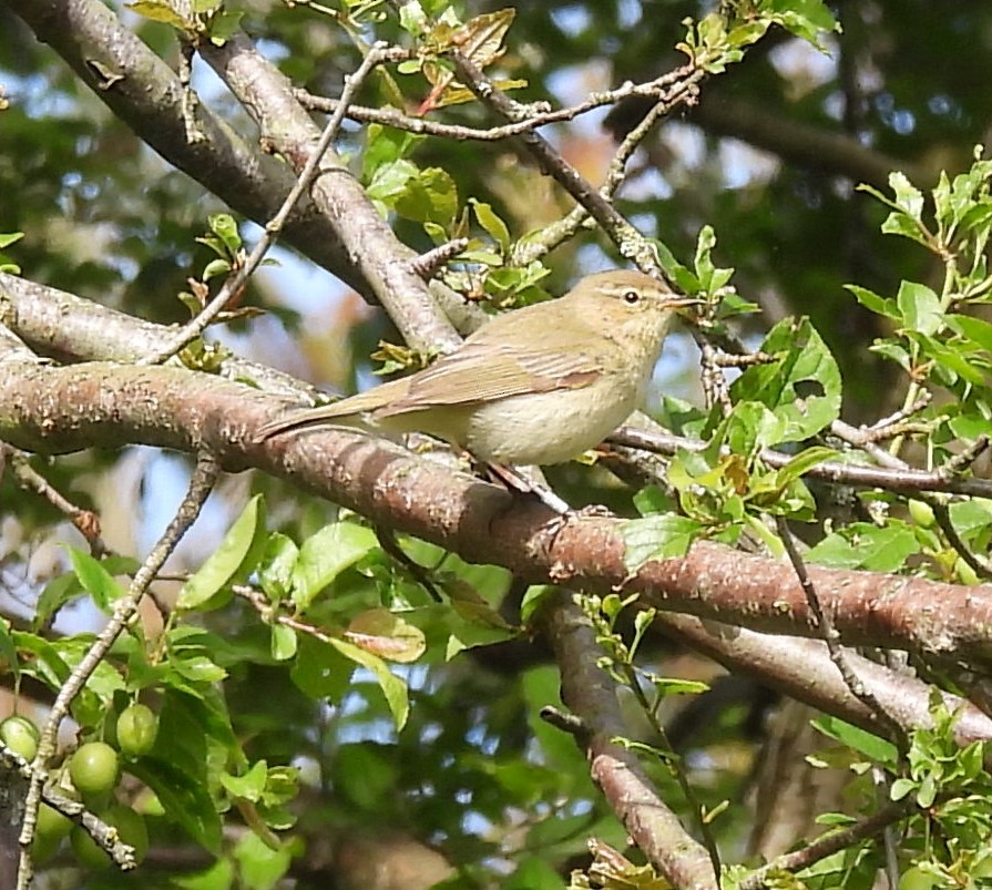 Common Chiffchaff - Mike Coulson