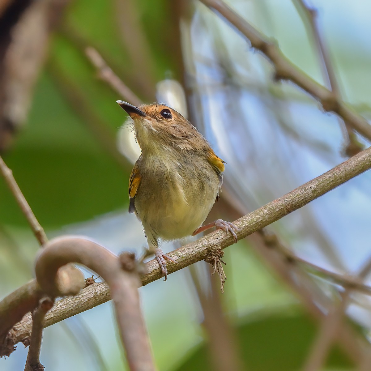 Rusty-fronted Tody-Flycatcher - ML617358734