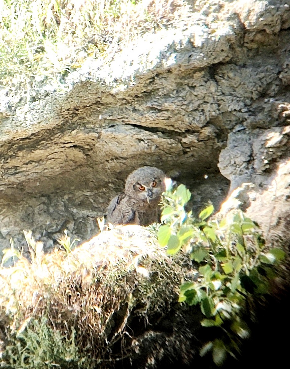 Eurasian Eagle-Owl - ML617358925