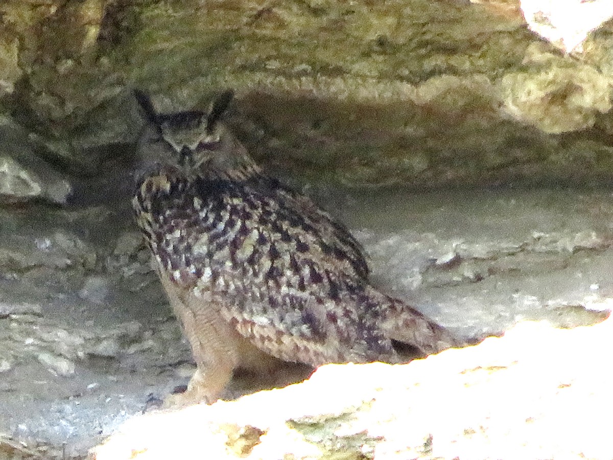 Eurasian Eagle-Owl - ML617358928