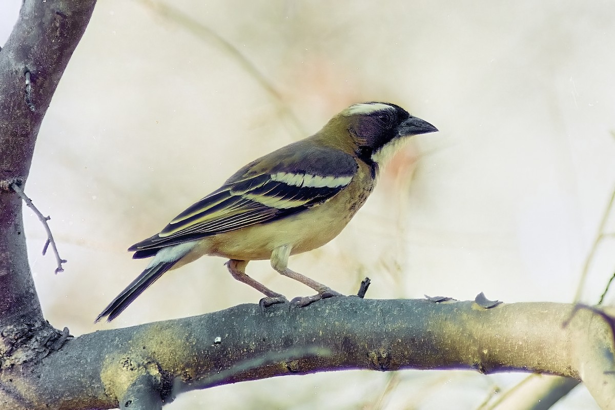 White-browed Sparrow-Weaver - ML617358934