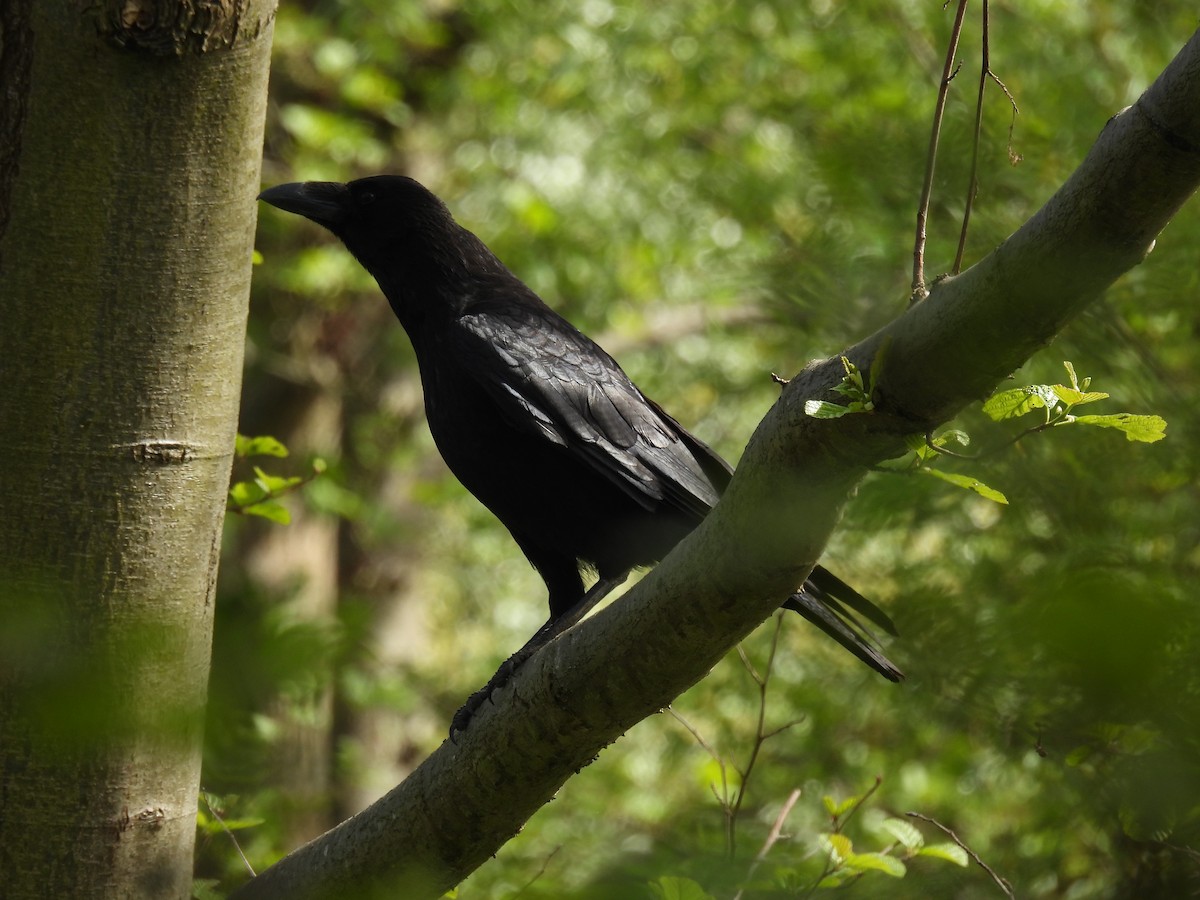 Carrion Crow - Mike Coulson