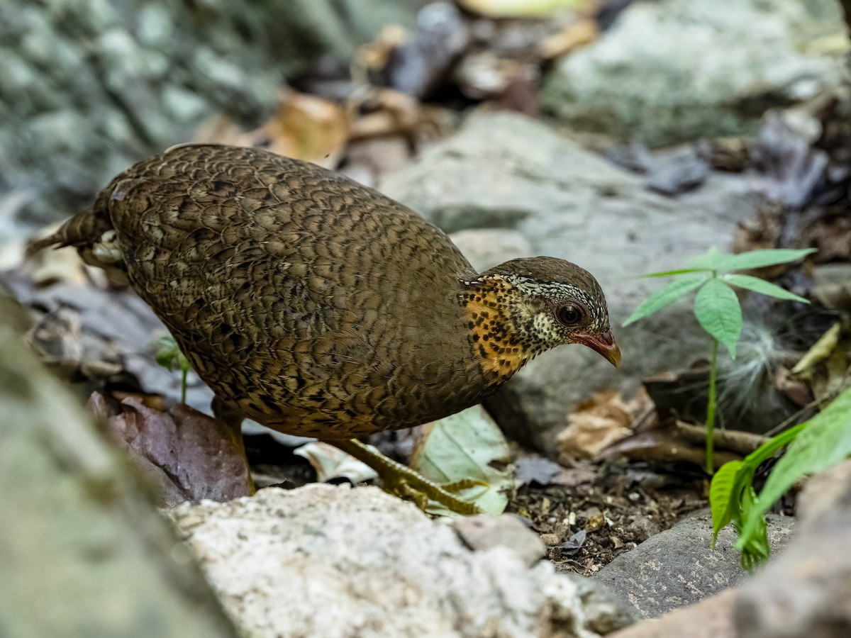 Scaly-breasted Partridge - ML617358964